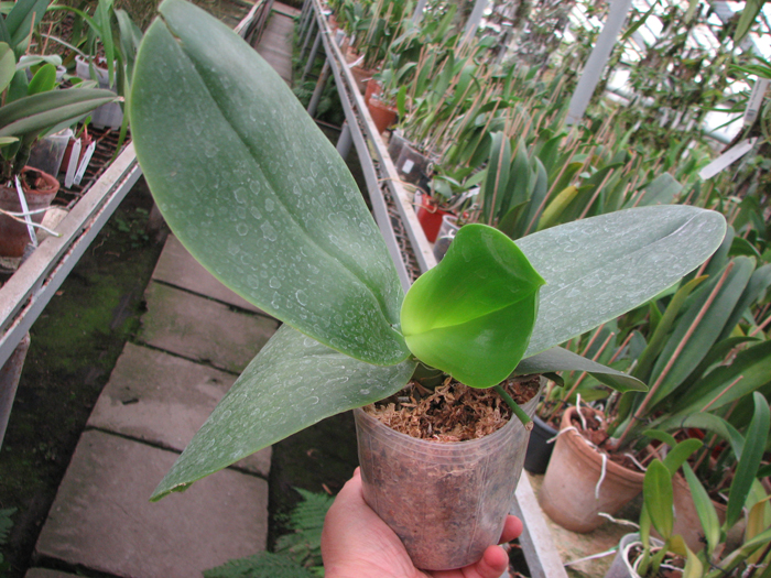 Phalaenopsis Ld's Bear Queen x gigantea.jpg