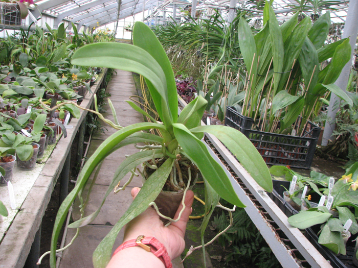 Doritaenopsis Kenneth Schubert x Phalaenopsis equestris blue.jpg