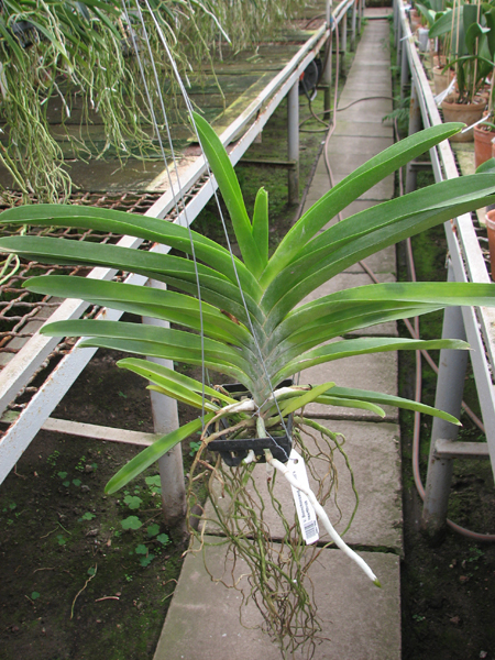 Vanda Boonchoosand x Vanda Bitz's Heartthrob.jpg