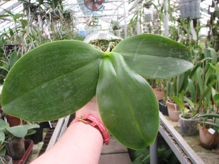 Phalaenopsis gigantea 'KF#8' x Ho's Kungfong Glory 'KF'.jpg