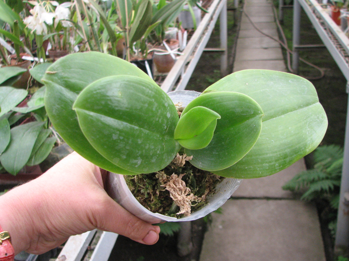 Phalaenopsis gigantea 'KF#8' x Ho's Kungfong Glory.jpg