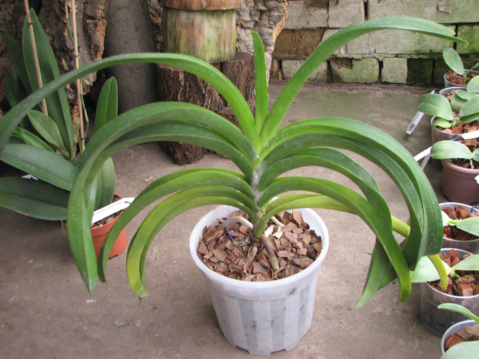 Vanda Pranermprai x Ascocenda Butterfly x Vanda Sankhamphaeng.jpg