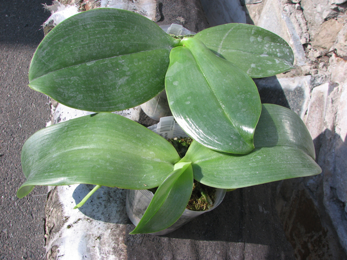 Phalaenopsis gigantea 'KF#8' x Ho's Kungfong Glory 'KF'.jpg