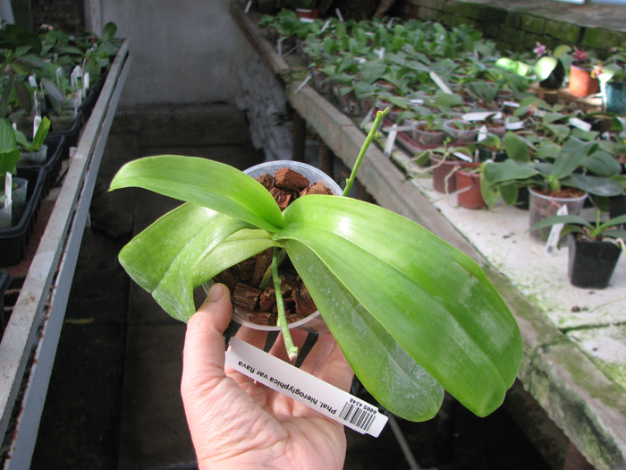 Phalaenopsis hieroglyphica var flava.jpg