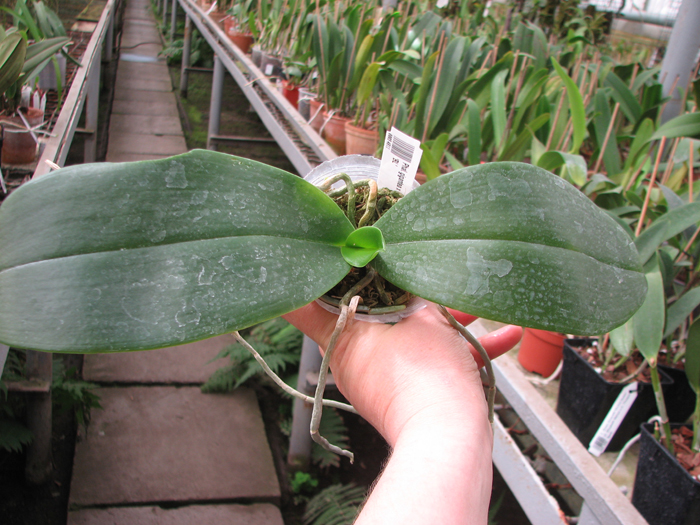 Phalaenopsis gigantea x Golden Peoker 'BL'.jpg