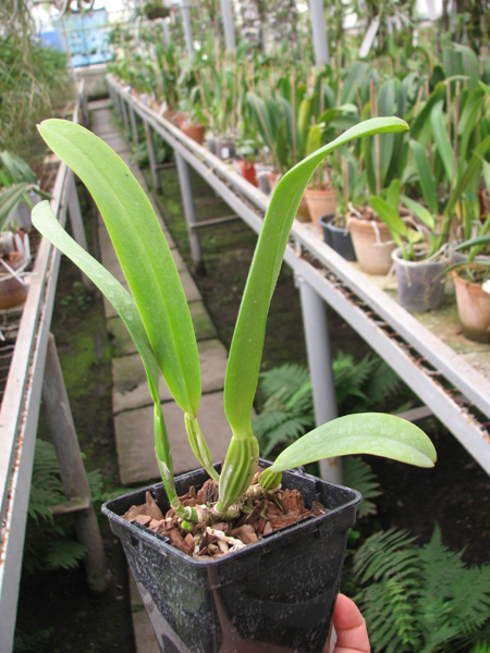 Cattleya mossiae semi alba 'Aurora' x mossiae semi alba reneckiana 'Alayon'.jpg