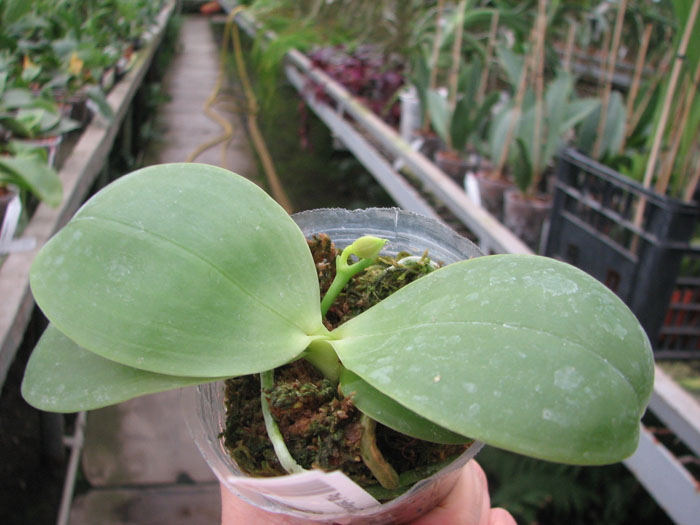 Phalaenopsis bellina x Crimson Cherub.jpg
