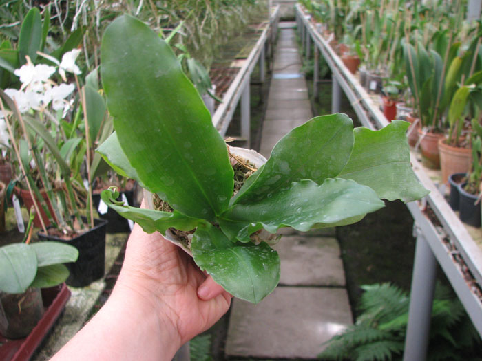 Kingidium deliciosum.jpg