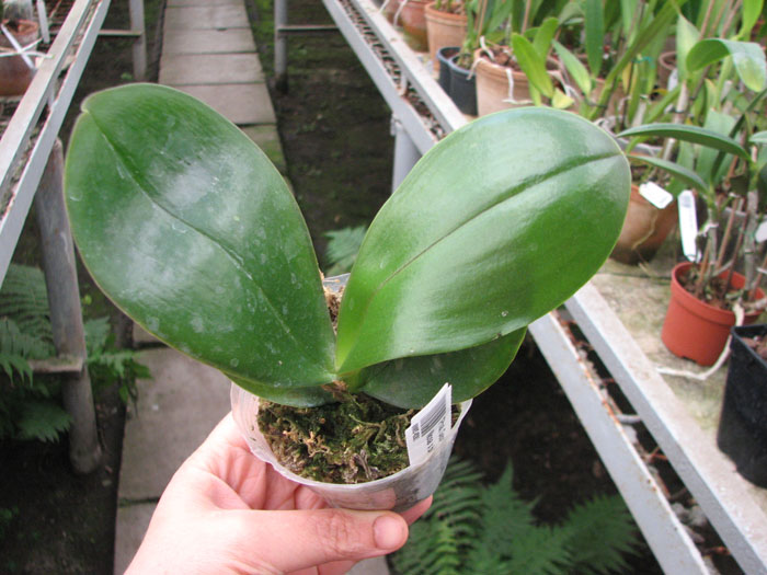 Phalaenopsis George Vasquez x (Coral Nosa x bellina).jpg