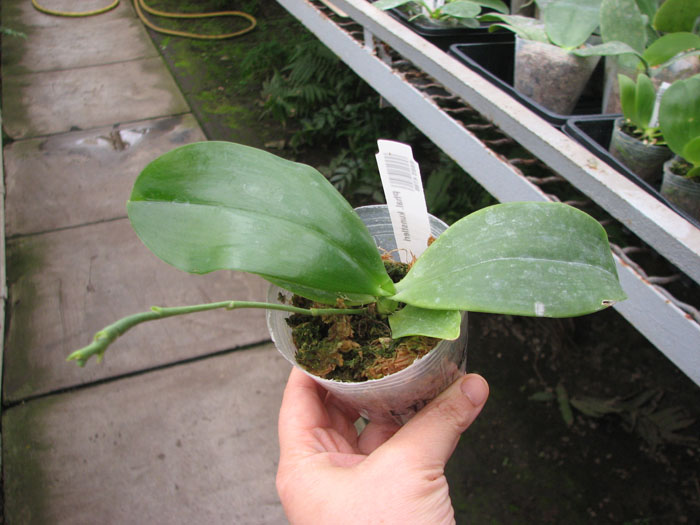 Phalaenopsis kunstleri.jpg