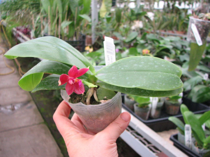 Phalaenopsis LD's Bear Queen x cornu cervi red.jpg