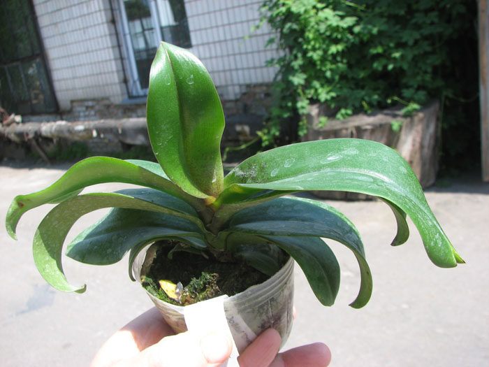 Asconopsis Irene Dobkin 'Orange'.jpg