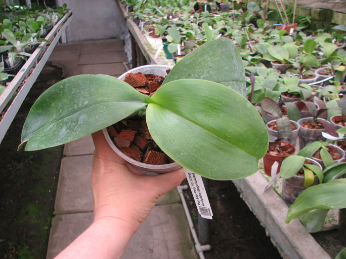 Phalaenopsis Sogo Pony 'YS'.jpg