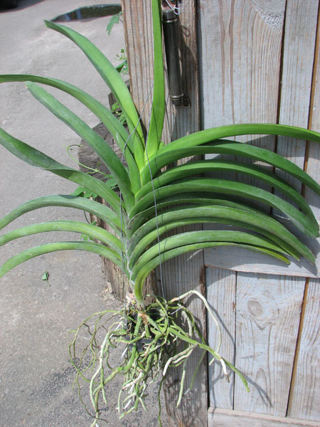 Vanda Madame Rattana x Vanda Rattana - Faye Benette.jpg