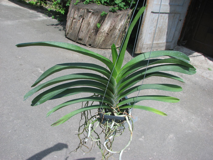 Vanda Patcharee Delight 'Red Spot'.jpg