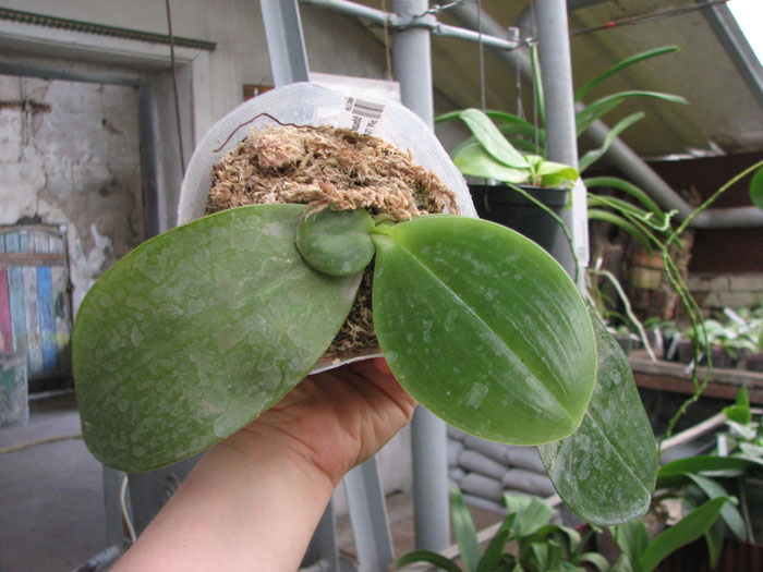 Phalaenopsis Ld's Bear Queen x gigantea.jpg