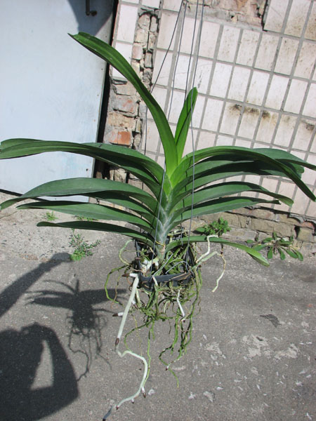 Vanda Patcharee Delight 'Red Spot'.jpg