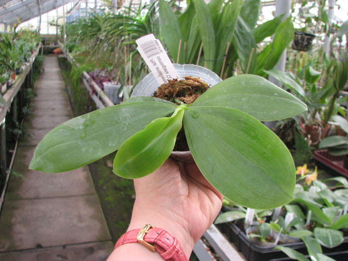 Phalaenopsis amboinensis yellow x corningiana 'CL'.jpg
