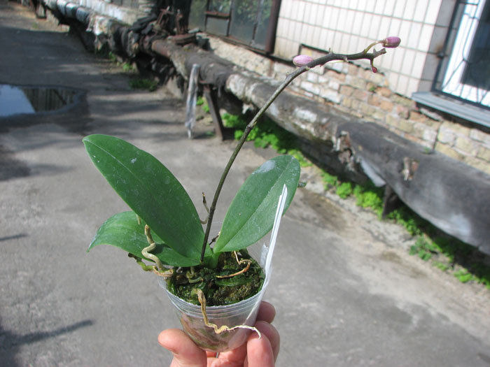 Phalaenopsis equestris alba x minus.jpg