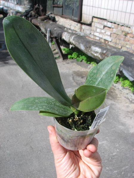 Phalaenopsis (Gelblieber x Coral Isles) x violacea.jpg