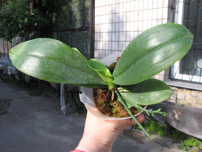 Phalaenopsis corningiana.jpg