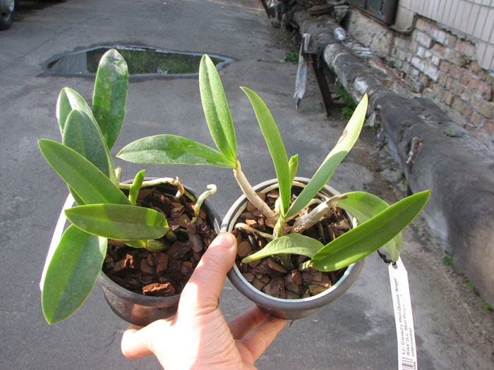 Laeliocattleya Cariad's Mini-Quinee 'Angel Kiss'.jpg