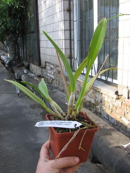 Cattleya eldorado magenta orlata pincelada 'Tapajo' x SELF.jpg