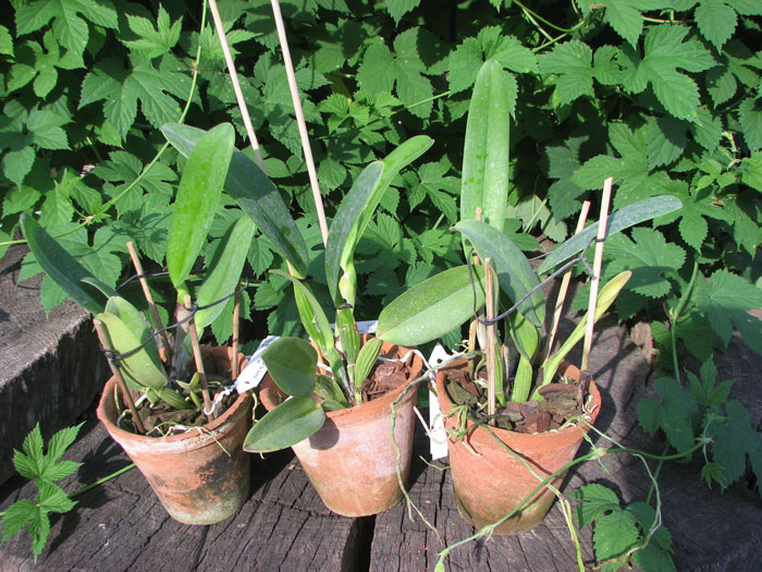 Cattleya gaskelliana 'Da Norma Dreher' x self.jpg
