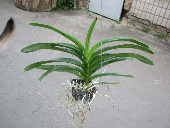 Vanda Patcharee Delight 'Red Spot'.jpg