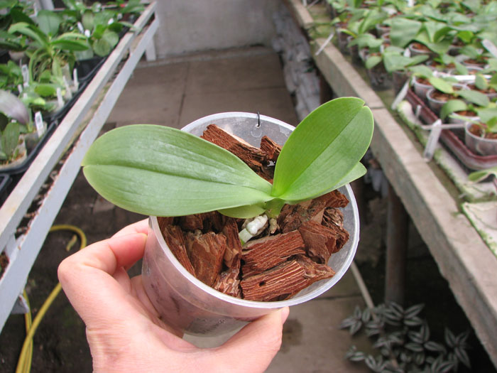 Phalaenopsis lueddemanniana 'KF#8'.jpg