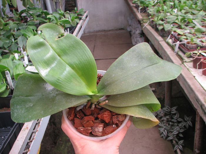 Phalaenopsis Sogo Pony 'YS'.jpg
