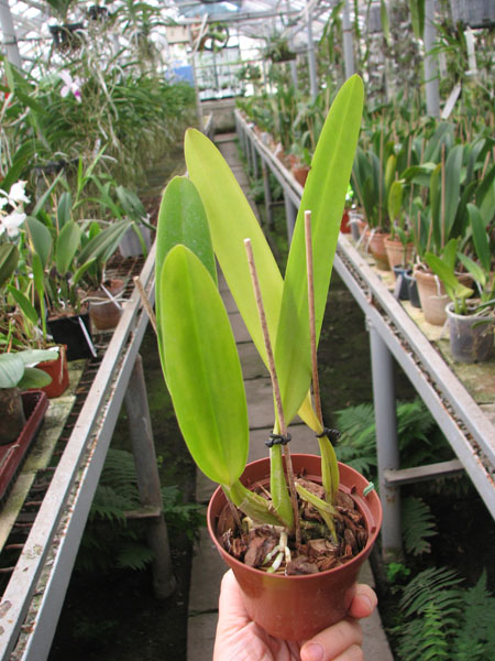 Cattleya schroderae 'Newberry' x '#2'.jpg