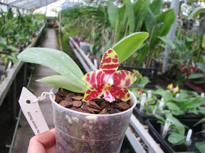 Phalaenopsis Hannover Passion.jpg