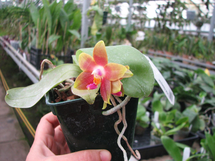 Phalaenopsis Penang Girl.jpg