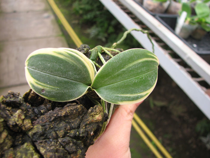 Doritaenopsis Sogo Vivien Variegated leaf.jpg