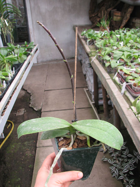 Phalaenopsis Liu's Rainbow.jpg