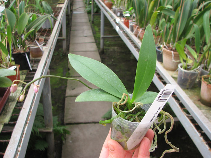 Phalaenopsis equestris alba x minus.jpg