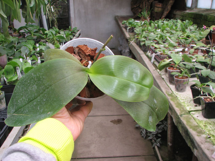 Phalaenopsis Sogo Pony 'YS.jpg