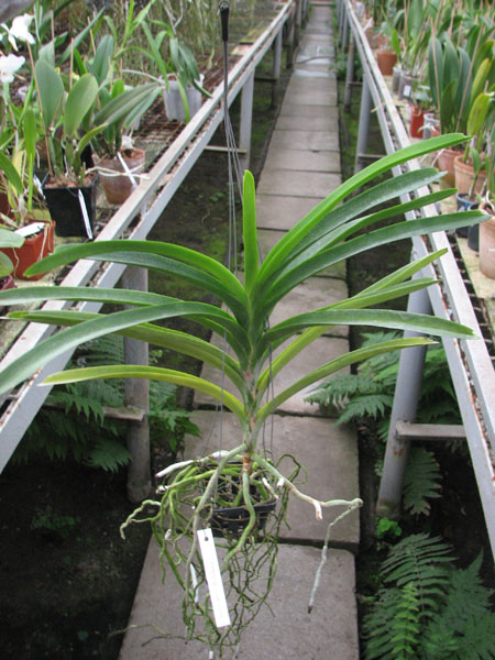 Vanda Pures Wax Patchara.jpg