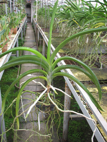 Vanda Chaiya x Vanda Sankamphaeng.jpg