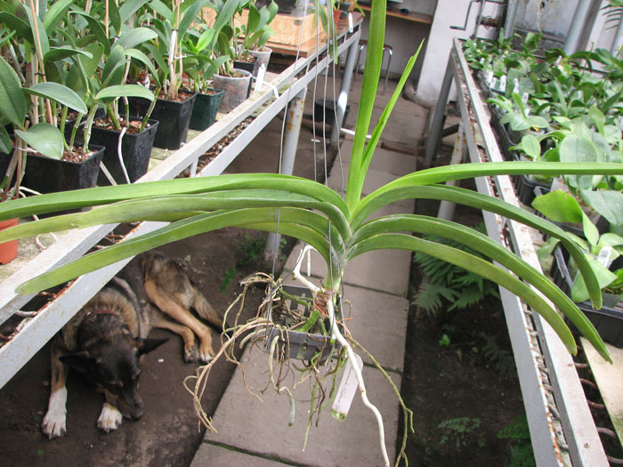 Vanda Vivan x Vanda Chavananonda x Ascocenda Suksamran Spot.jpg