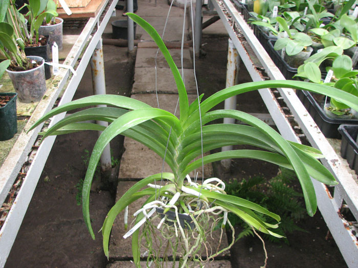 Ascocenda Kulwadee Black.jpg