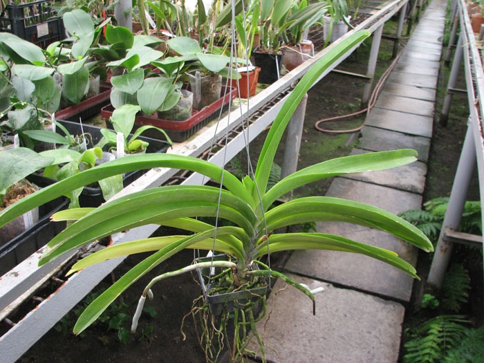 Ascocenda Kultana Gems.jpg