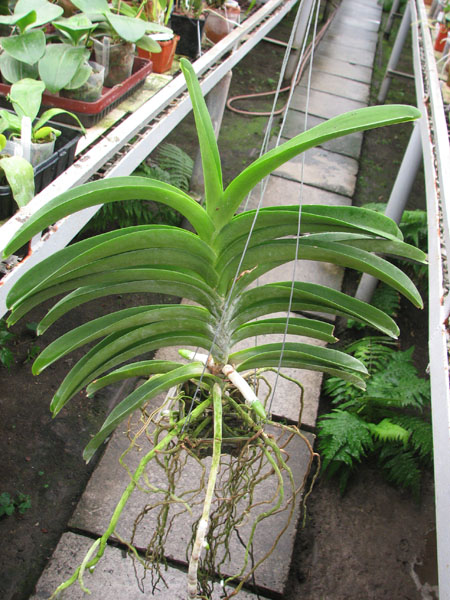 Ascocenda Varute Fushia x Ascocenda Kultana Flame.jpg