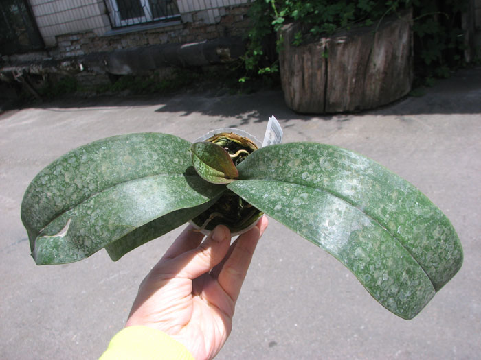 Phalaenopsis philippinensis x stuartiana var yellow.jpg