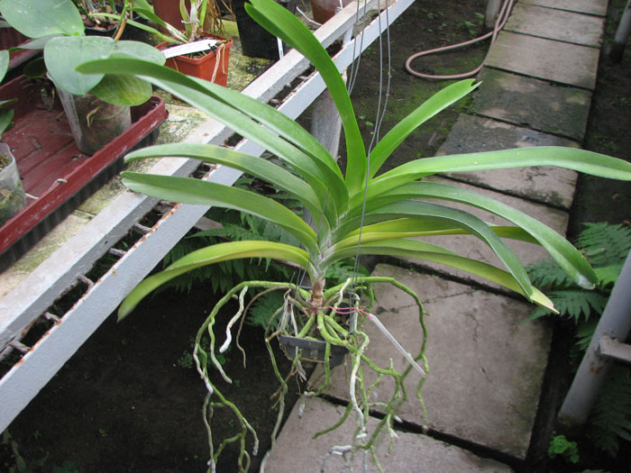 Vanda Vivan x Ascda Kultana Flame.jpg