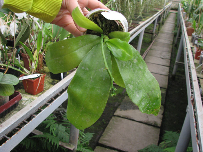 Phalaenopsis Yaphon Oh My God.jpg