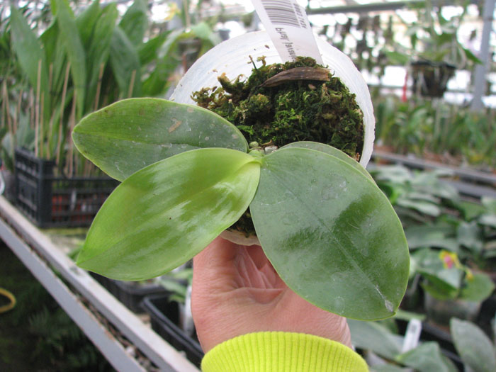 Phalaenopsis javanica.jpg
