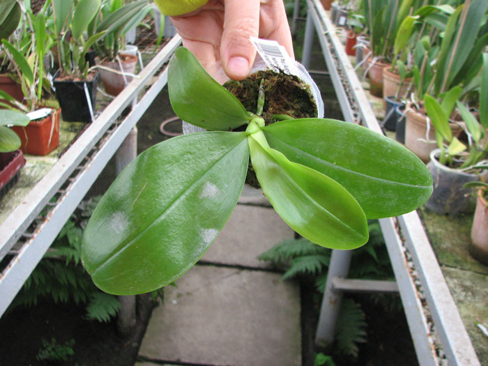Phalaenopsis (Auspice Neihun-lueddemanniana) x Phalaenopsis Kung's Red Cherry.jpg