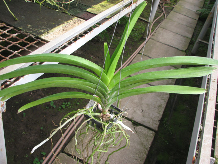 Vanda Pat Delight x Ascocenda Kultana.jpg